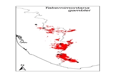 Tabernaemontana gamblei